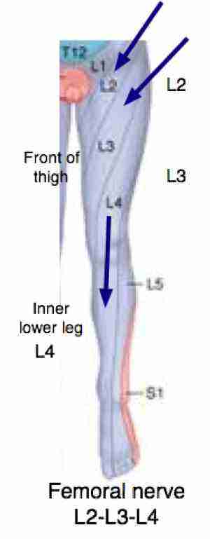 Femoral nerve and its relevance to chiropractic practice is the topic.