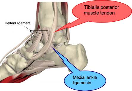 Medial Ankle Muscles