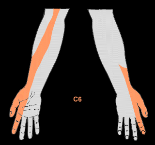 C8 Spine