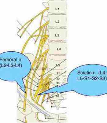 Lower Extremity Pain – Trapped Femoral-Sciatica Nerve — Therapi Tylino