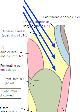 Superior cluneal nerves supply part of the skin of the buttock.