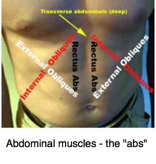 Transverse abdominal muscle