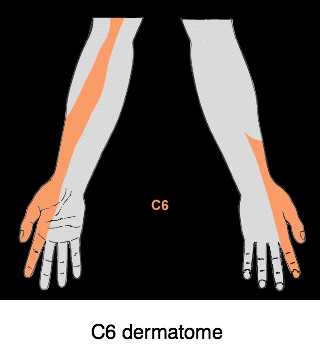 c6 and c7 nerve path not adding up.